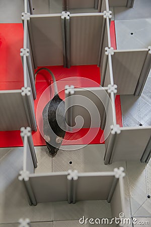 Laboratory black mouse is navigating in a plastic labyrinth in lab experiments to study spatial learning and memory, details, Stock Photo