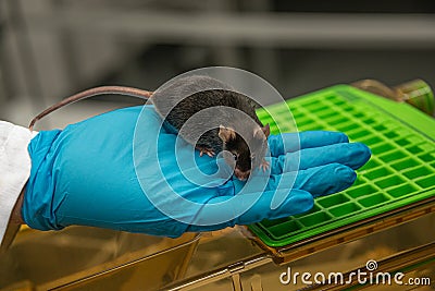 Laboratory black mouse is sitting on a person hand in cool blue glove with lab background, details, closeup Stock Photo