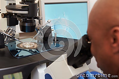 Laboratory Fertilization Of Eggs In IVF Treatment Stock Photo