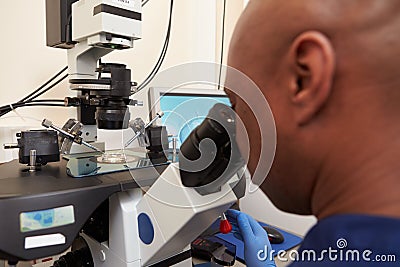 Laboratory Fertilization Of Eggs In IVF Treatment Stock Photo