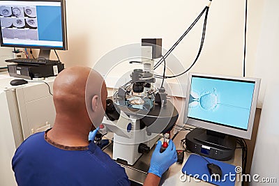 Laboratory Fertilization Of Eggs In IVF Treatment Stock Photo