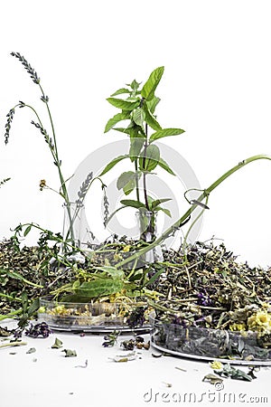 Laboratory Glass Bottles with herbs to preparing essential oils Stock Photo