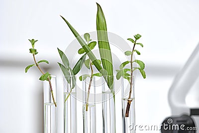 Laboratory glassware with different plants on blurred background. Chemistry research Stock Photo