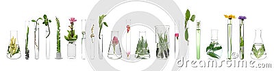 Laboratory glassware with plants on white background Stock Photo