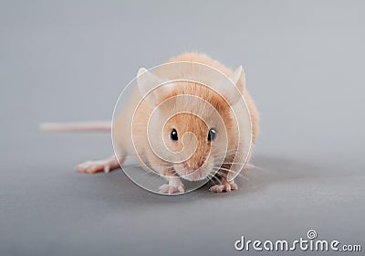 Laboratory mouse Stock Photo