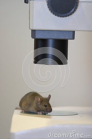 Laboratory mouse Stock Photo