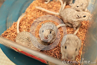 Laboratory mouse Stock Photo