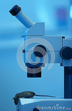 Laboratory mouse under the microscope Stock Photo