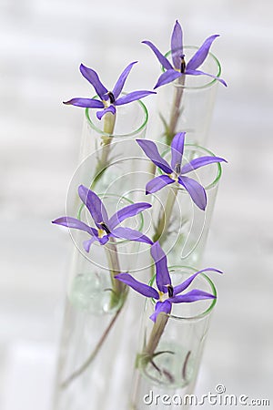 Laboratory research - plants in test tubes Stock Photo