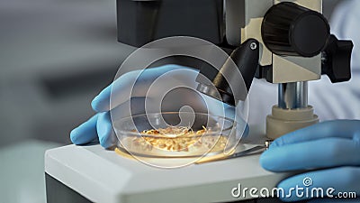 Laboratory scientist checking under microscope quality of newly bred wheat Stock Photo