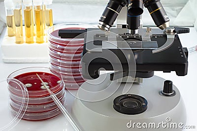 laboratory table with a microscope, plates and tubes for analysis Stock Photo