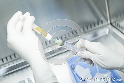 Laboratory technician prepares human growth factors Stock Photo