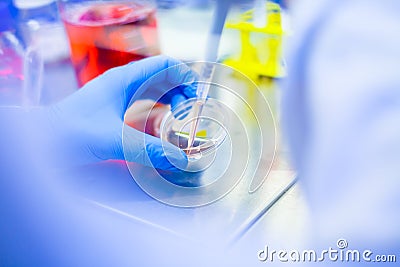 Laboratory work with cells and tissue cultures Stock Photo