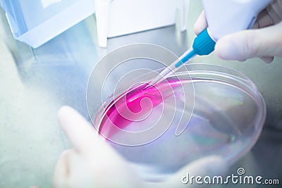 Laboratory work with tissue cultures Stock Photo