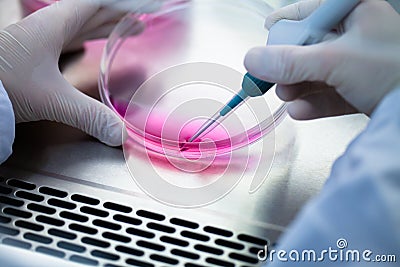 Laboratory work with tissue cultures Stock Photo