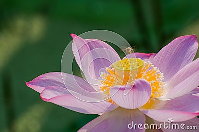 Laborious Bee and Lotus Stock Photo