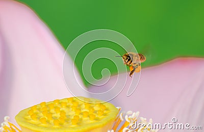 Laborious Bee and Lotus Stock Photo