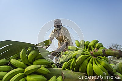 Labors are loading to pickup van on green bananas. Editorial Stock Photo