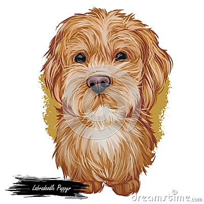 Labradoodle dog digital art illustration of cute canine animal. Crossbreed dog created by crossing Labrador retriever Cartoon Illustration