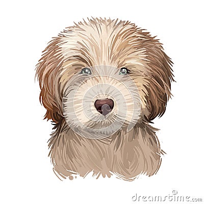 Labradoodle dog digital art illustration of cute canine animal. Crossbreed dog created by crossing Labrador retriever and Standard Cartoon Illustration