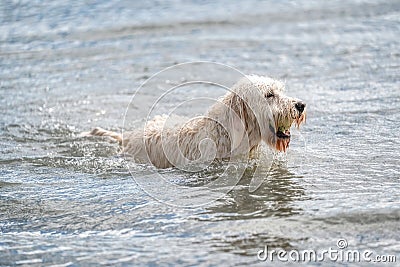 Labradoodle dog playing in a lake. White dog swims in the water.Yellow ball in its mouth Editorial Stock Photo