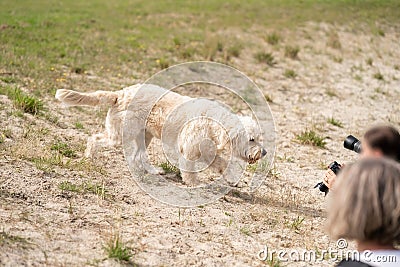 Labradoodle dog walks curiously across the sand to some blurred photographers. The camera lenses are focused on the white dog. The Stock Photo