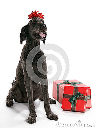 Labradoodle Present Stock Photo