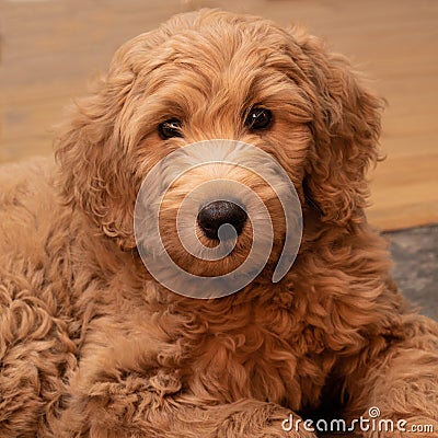 Goldendoodle puppy indoors Stock Photo