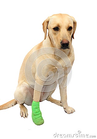 Labrador with bandaged foot Stock Photo