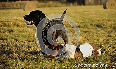 Labrador and basset Stock Photo