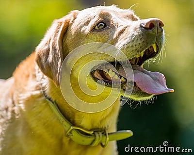 Labrador close up face portrait on a sunny day. Golden Stock Photo