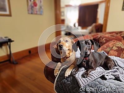Labrador and Dachund portraits 2 Stock Photo