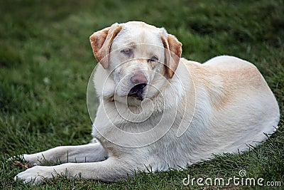 Labrador dog lies on the grass Stock Photo