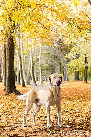 Labrador dog portrait, natural bokeh background Stock Photo