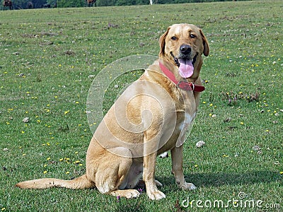 Labrador dog sitting awaiting a command Stock Photo