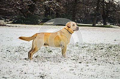 Labrador dog Stock Photo