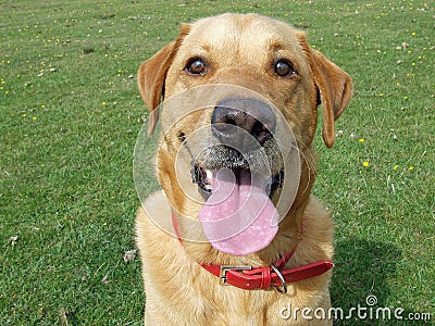 Labrador dogs awaiting a command Stock Photo