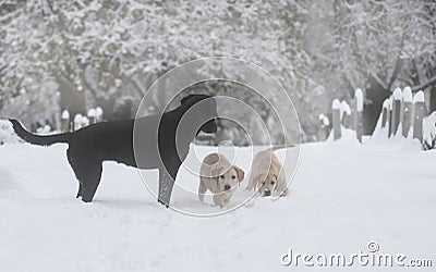 Labrador dogs in the snow Stock Photo