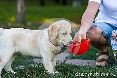 Labrador drinking water. Stock Photo