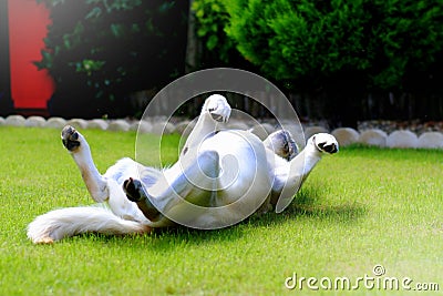 Labrador enjoying sunshine Stock Photo