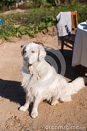 Labrador golden retriever sits on the sand and executes the command Stock Photo