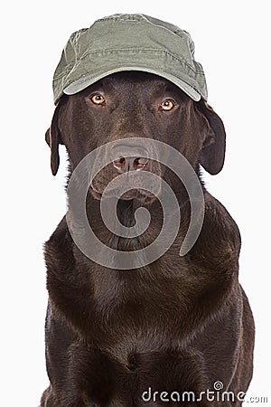 Labrador in Green Army Style Baseball Cap Stock Photo