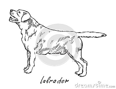 Labrador Vector Illustration