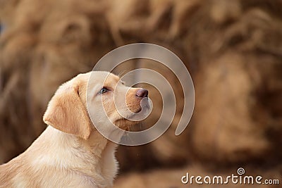 Labrador Stock Photo