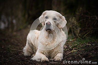 Labrador lies in forest on the road. Stock Photo