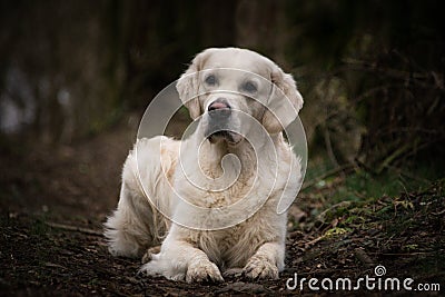 Labrador lies in forest on the road, mysterious atmosphere. Stock Photo