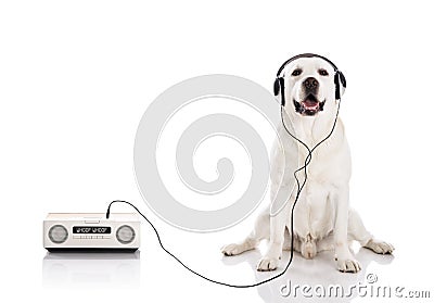 Labrador listen music Stock Photo