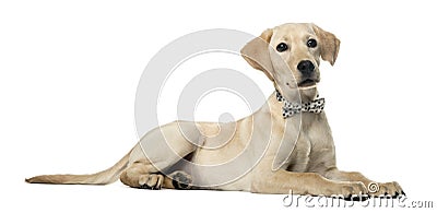 Labrador lying down and wearing a bow Stock Photo