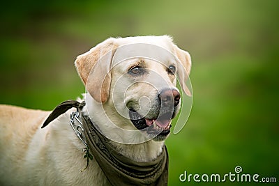 Labrador Mastiff mixed breed large dog. Stock Photo