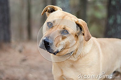 Labrador Mastiff mixed breed large dog Stock Photo